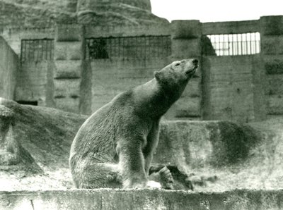 Eisbär Sam, sitzend in seinem Gehege am Fuß der Mappin-Terrassen, London Zoo, 1923 von Frederick William Bond